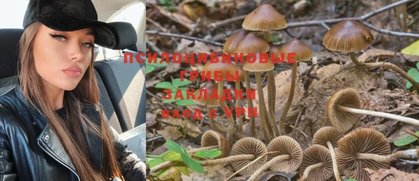 дмт Богданович